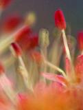 Tree Bud Closeup_47908